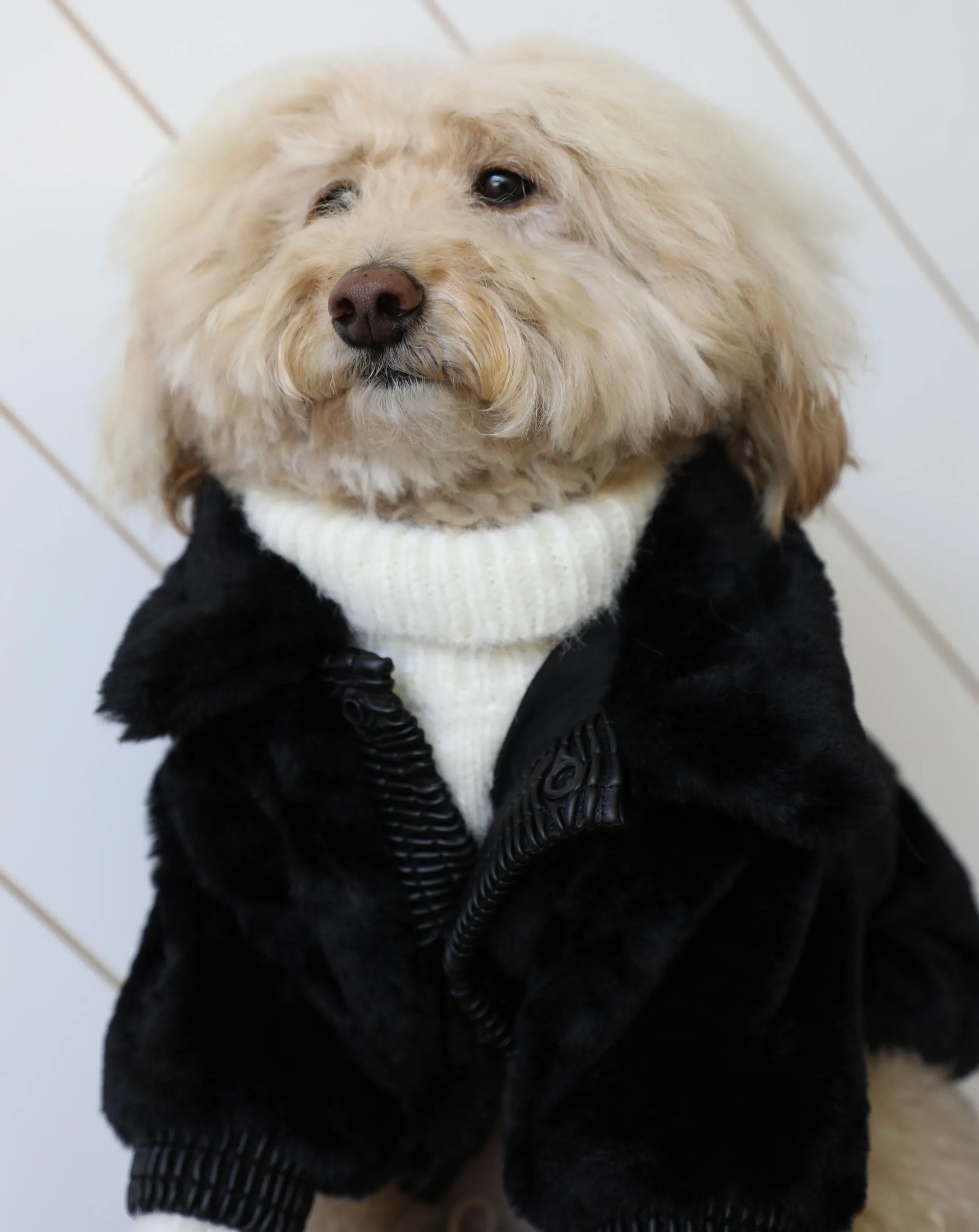 Broadway Black Faux Fur Dog Jacket