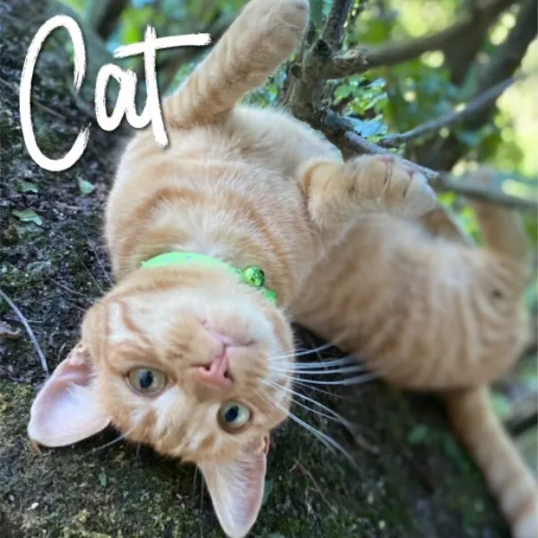 High Vis Cat Collar Green