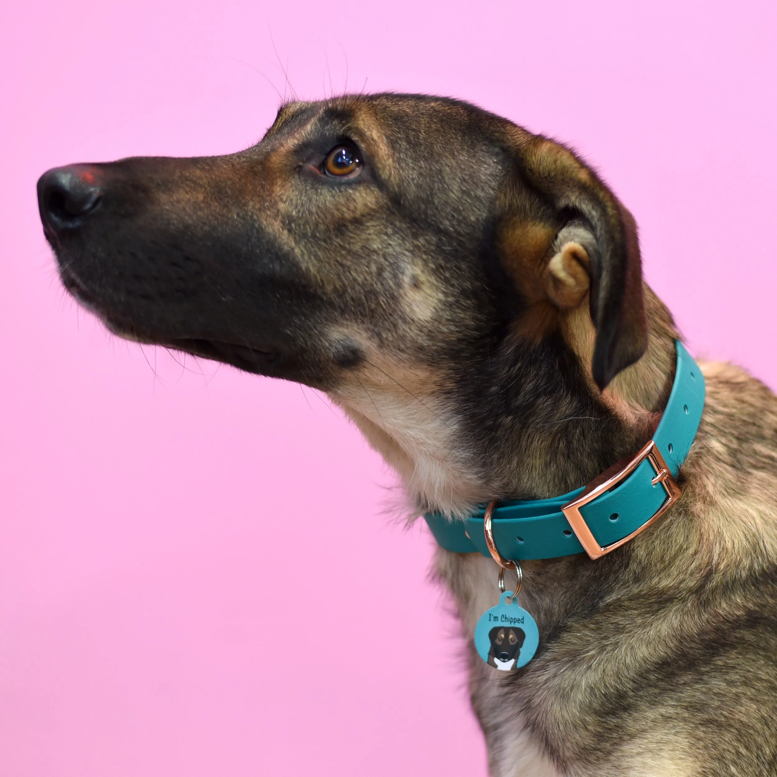 Personalised Dog Collar and Dog Tag