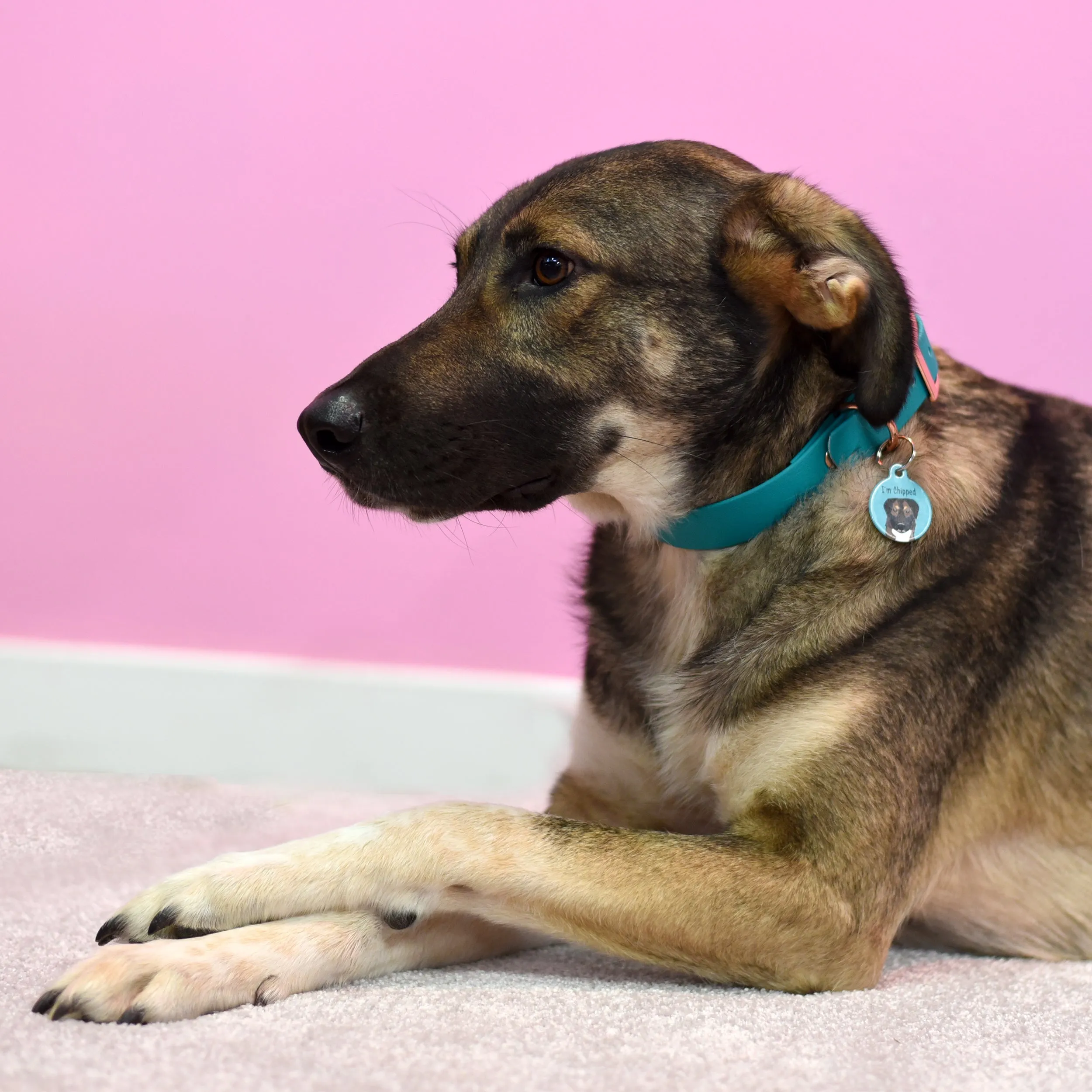 Personalised Dog Collar and Dog Tag