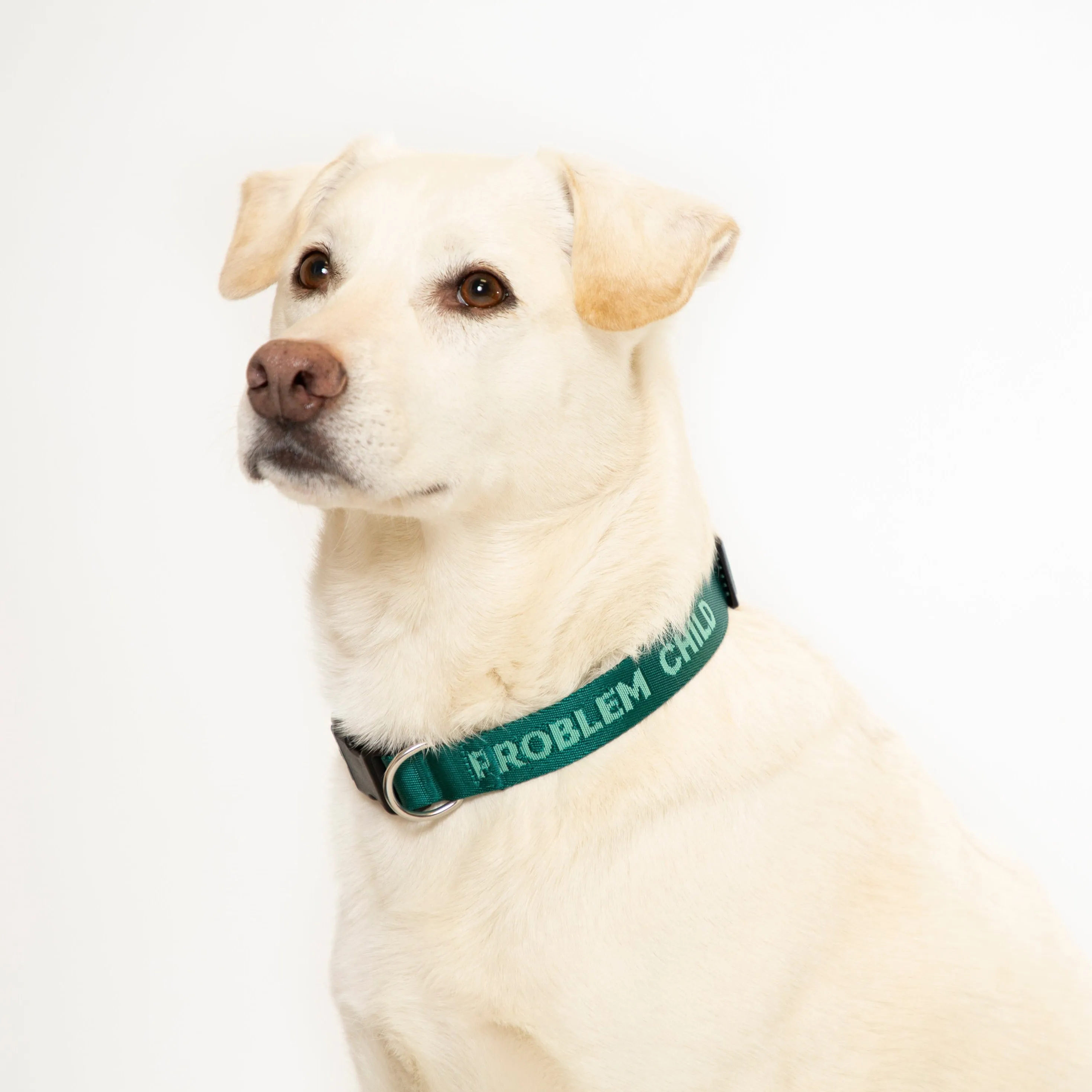 Problem Child (Teal) Dog Collar