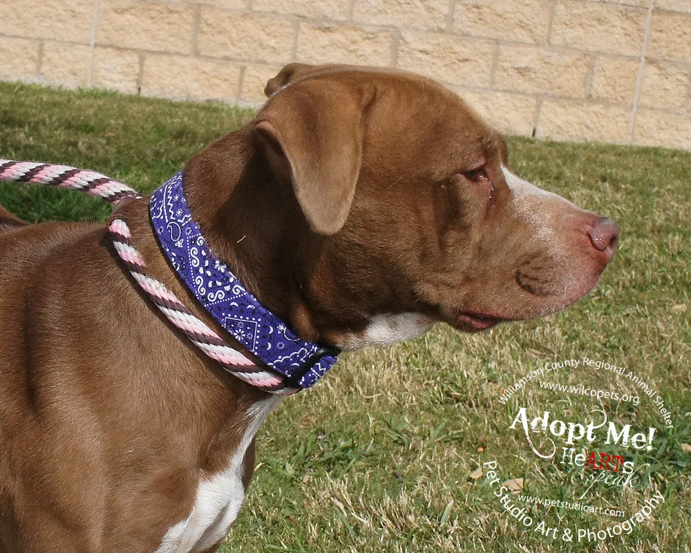 Purple Paisley Bandana Print Dog Collar